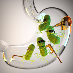 Helicobacter pylori