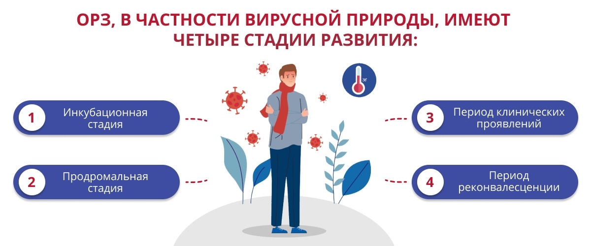 стадии развития ОРЗ
