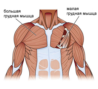 грудные мышцы