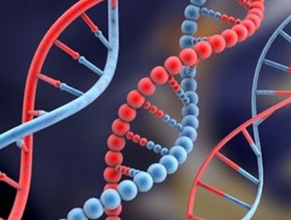 Что показывает и как делается анализ ДНК