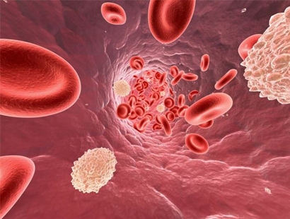 Содержание лейкоцитов в крови