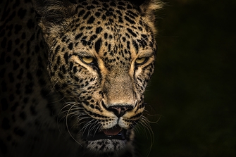 природа