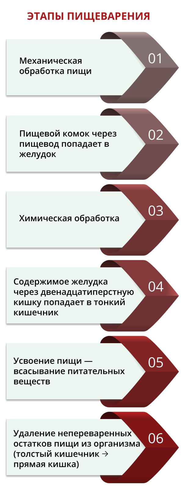 Усвоение пищи: как происходит процесс, что ему способствует и какие  препараты помогают лучшему усвоению пищи?