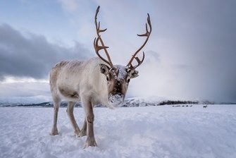 олень