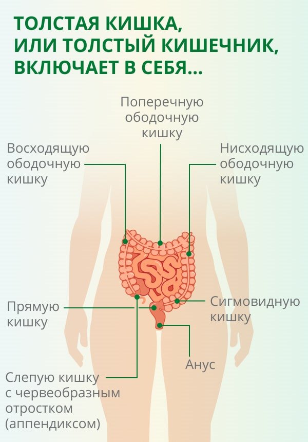 Фото кишечника с описанием расположение у женщин