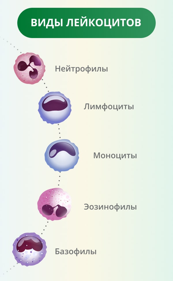 Моноциты в крови: норма и отклонения