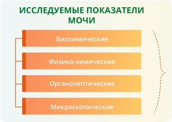 Распространенные виды стафилококков