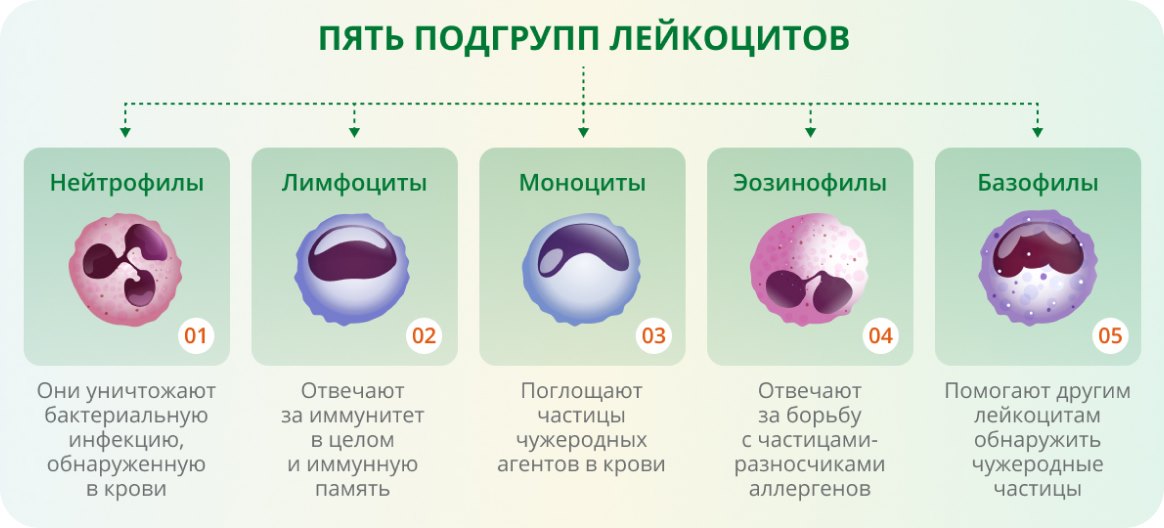 Лейкоциты понизились после