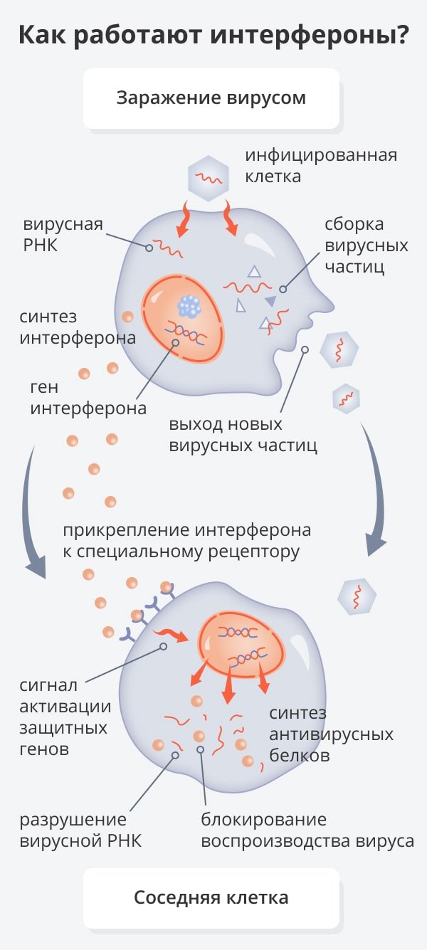 Интерферон при коронавирусе, орви и гриппе: применение, препараты