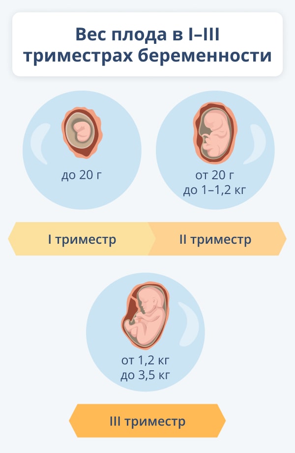 Особенности развития эмбриона