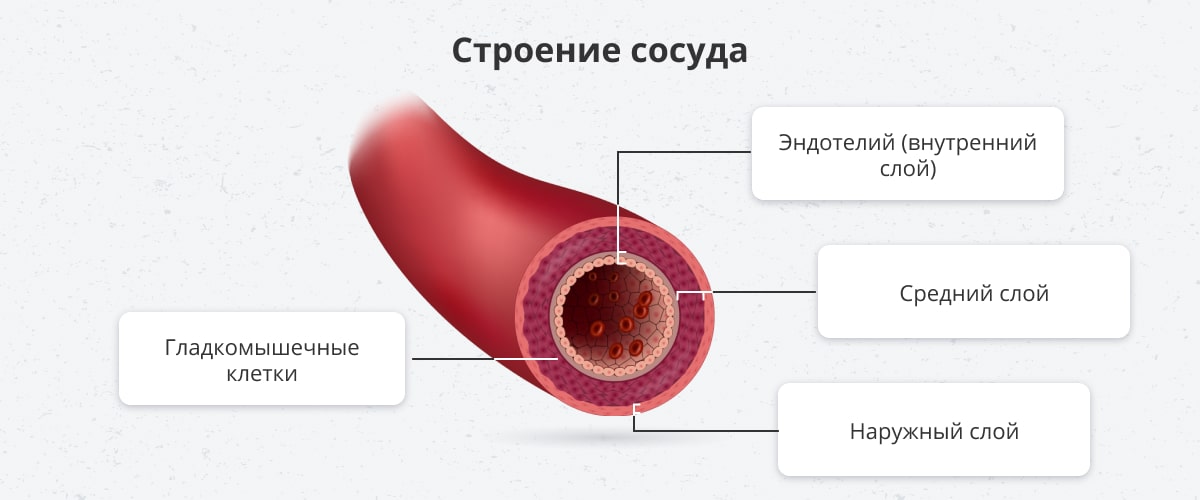 Клетки крови — Википедия