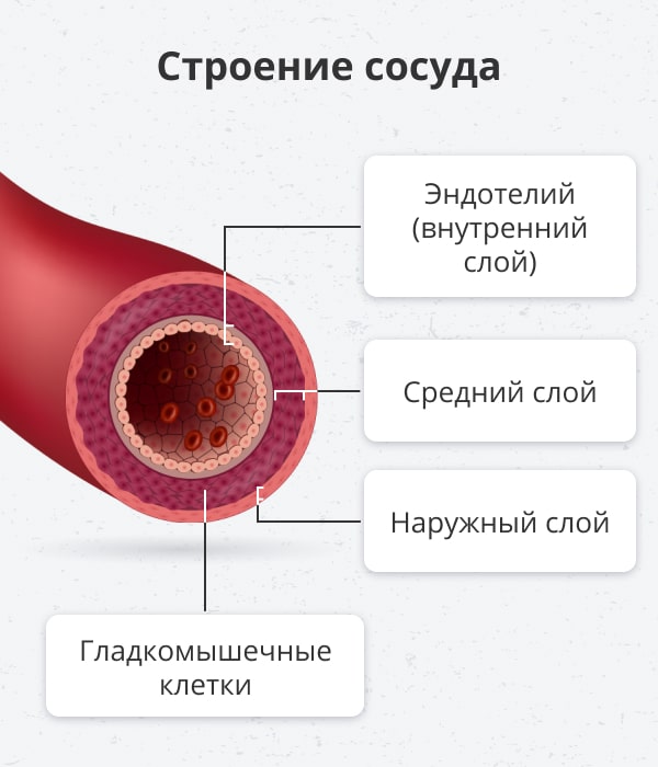 Профилактика и лечение тромбоза, восстановление сосудов после коронавируса | Солнышко